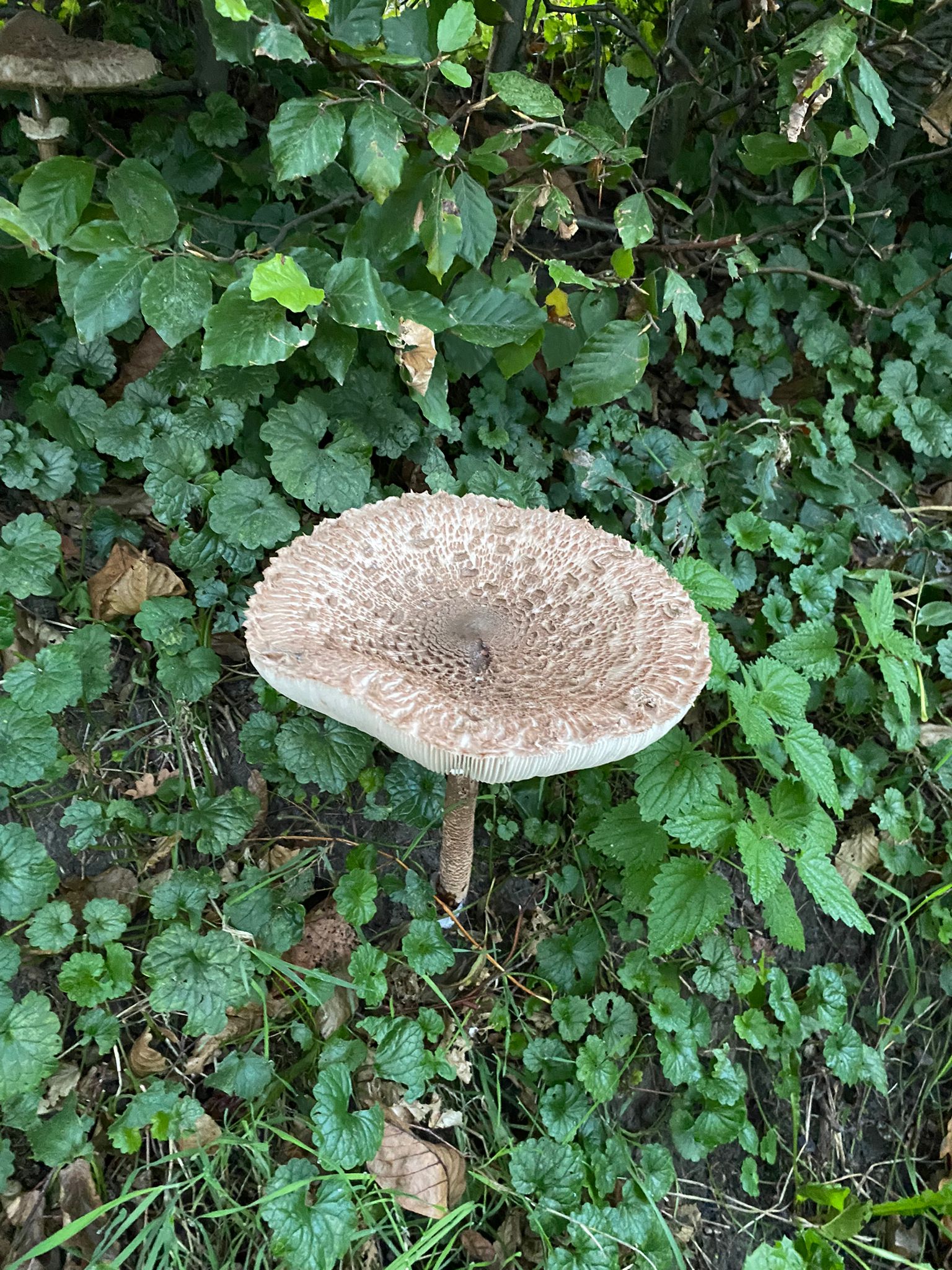 Herfst🍁 Zeer positief voor je gezondheid!!
